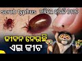 Scrub typhus  outrage of scrub typhus  rr funny