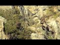 Beceite ibex hunt in Spain