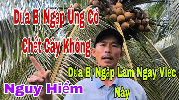 Cách phục hồi vườn dừa bị ngập nước,, dừa bị ngập nước bón phân gì là hiệu quả nhất 