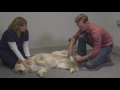 Musculoskeletal Examination 