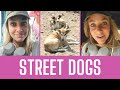 Street dogs in guatemala 
