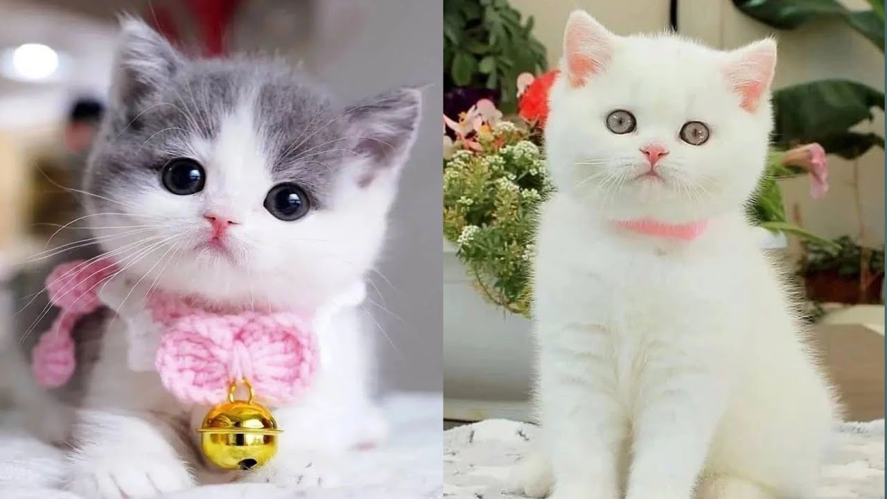 Baby Cats - Cute and Funny Cat Videos Compilation | Aww Animals - YouTube