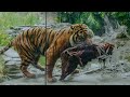 Zoos big cats enjoy supersized meals