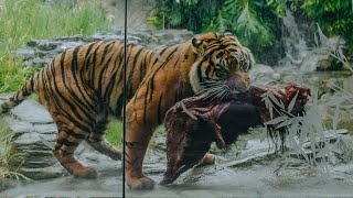 Zoo&#39;s big cats enjoy &#39;super-sized&#39; meals!