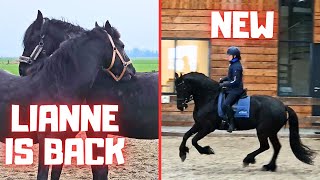 They're back! | They like each other! | And there is a new horse | Friesian Horses