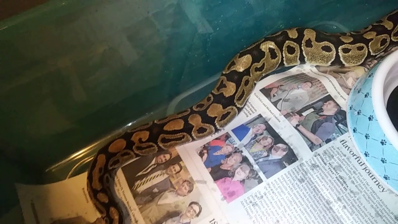 camera iphone 8 plus apk New Girl 🐍 Snake Update
