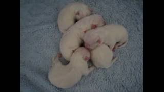 American Eskimo New Born Puppies