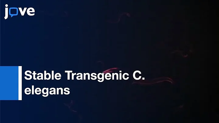 Generation Of Stable Transgenic C. elegans Using M...
