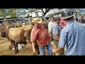 Campra de Vacas paridas en El Salvador