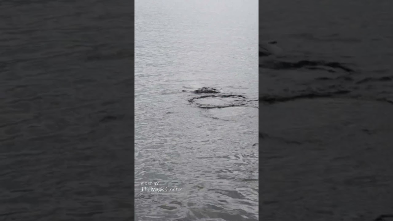 A mermaid swims in Mullett Lake on a cloudy day