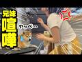 娘がブチギレて大騒ぎに…ドン引きする柴犬