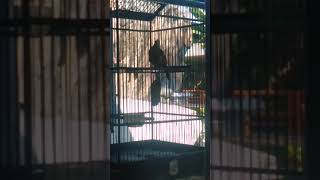 Download Lagu Kapas trmbak kenjiro MP3