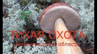 Тихая охота. Ленинградская область. г. Луга. август и сентябрь 2019