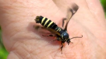 Raspberry clearwing moth (Pennisetia hylaeiformis) WP 20170801 047 by Tuomo Tuovinen