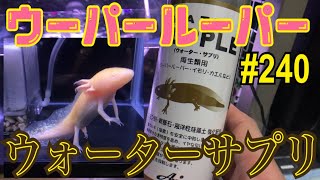 【ウーパールーパー】240 効果抜群⁉︎ウォーターサプリ  axolotl