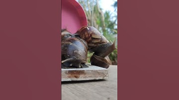 Village Snail / slugs #shorts #foryou #animals #slugs