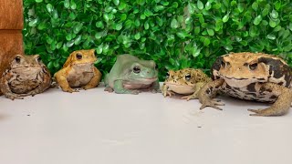 Too lively frog meal！toad\&frog. rana y sapo. カエルとヒキガエル