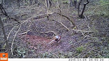 TrailCAM: The Wildlife (at the badger sett)