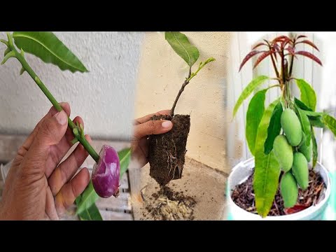 Agri-education: How To Root Using Red Onion On Cutting To Get 100% Success