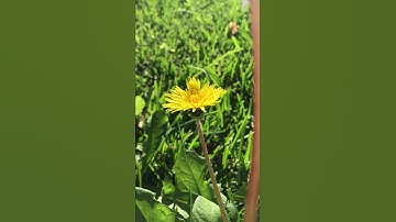 Hoa bồ công anh - việt nam 54 sắc thái