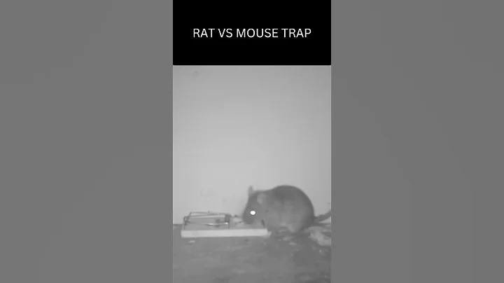 Genius Rat Triggers Mouse Trap With Stick. Rat vs. Mouse Trap: Who Will Win?