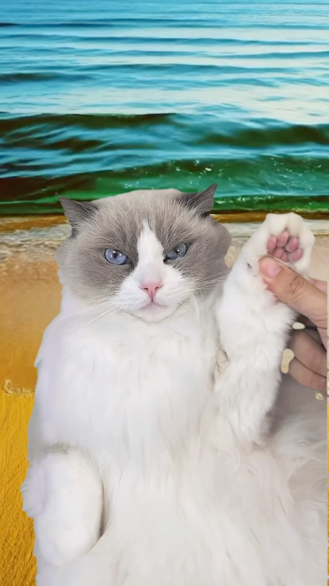 ? Puff’s ASMR Journey! Feel the tingle with every purr and paw tap. #ASMRPuff #thatlittlepuff