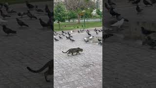 #cat # hunting pose pigeon 🤣🤣butmiss screenshot 2