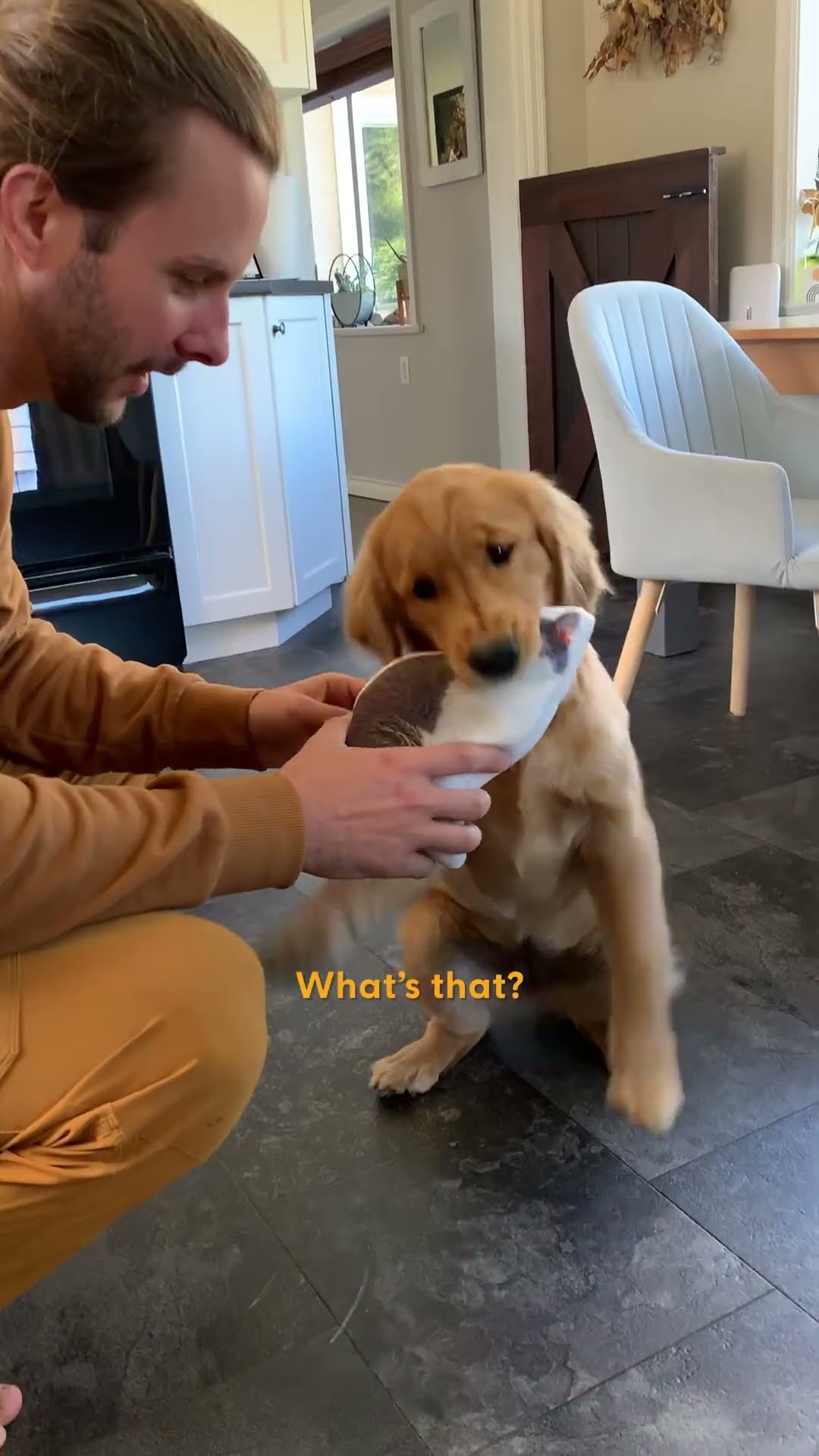 Puppy's Mission Is To Play With Her Older Cat Sibling | The Dodo