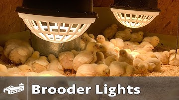 Brooder Lights & Heat Lamps For Raising Chickens