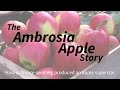 From Chance Seedling to Apple Stardom: The Ambrosia Apple Story