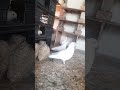 ✨️🤗❤️🩹love birds and pigeon #punjabi #pigeon #trending #kabootar #ytshorts #ytviral #sundh_dihat