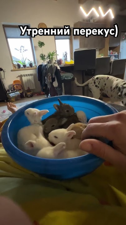 Крол и перекус #farming #top #rabits - YouTube