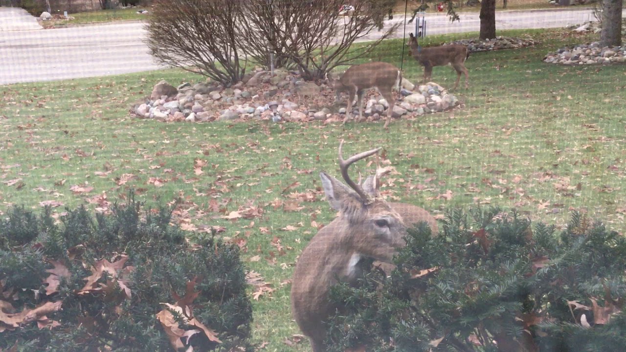 Deer Eating Plants in a Yard - YouTube