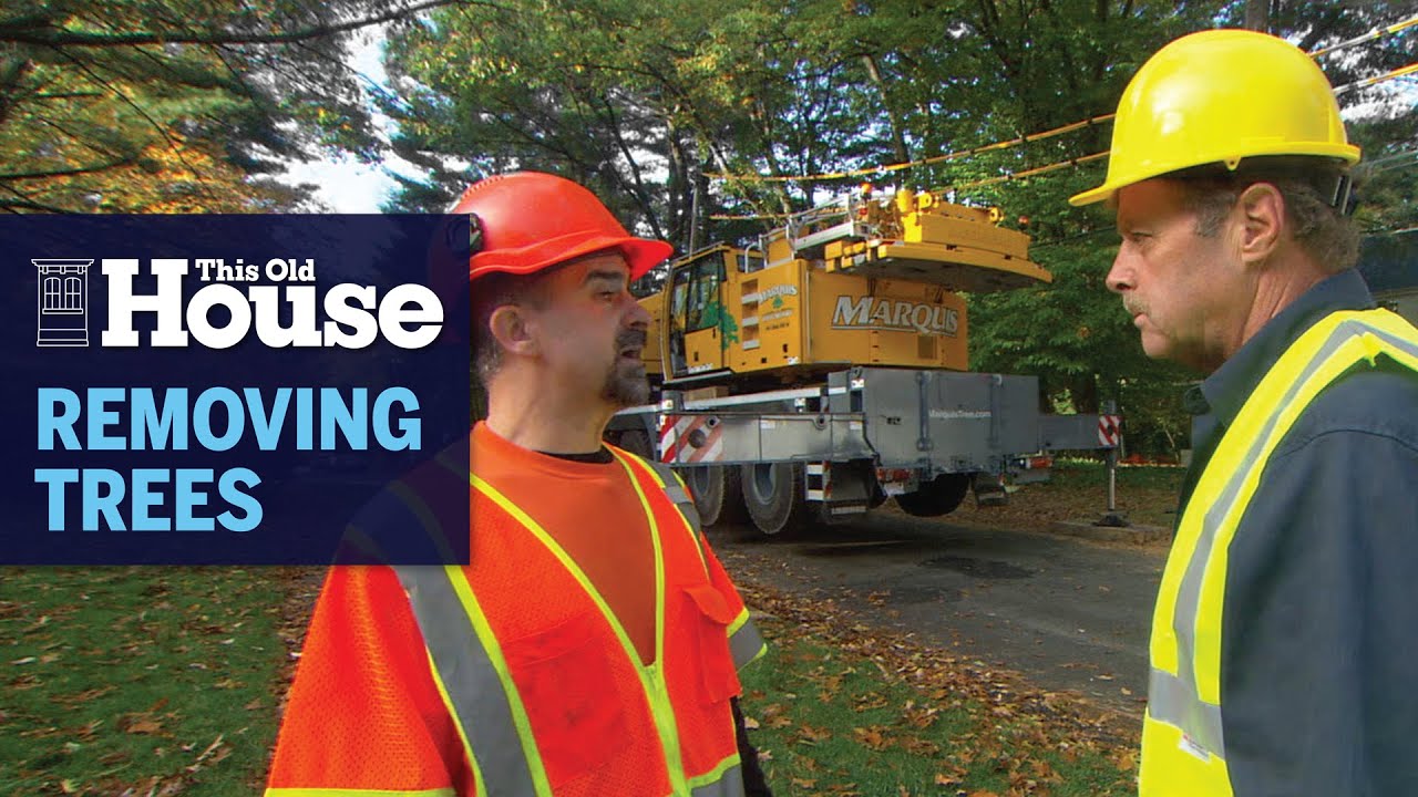 Tree Trimming Barrie Ontario