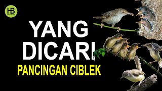 Suara Ciblek Betina Birahi Paling Ampuh Untuk Pancingan Ciblek Jantan