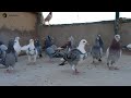 Flying young racing pigeons  pets valley  racer kabutar