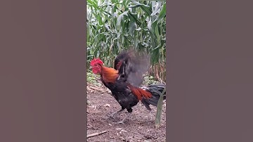 qaib qus ntxuaj ti zoo tiag tiag.gà rừng bây đập cánh cực phê