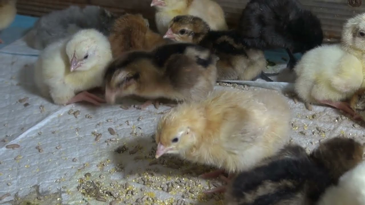 Цыплята-  первое кормление чёрной львинкой.