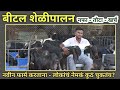 बीटल शेळीपालन करताना नेमकं कुठं चुकतं? | K D गोट फार्म #goat #