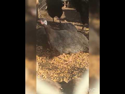 Цесарки и их звуки. Как кричат цицарки. Экзотика. цецарочки - YouTube
