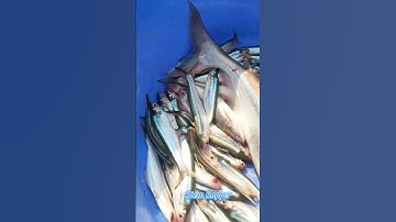 #Shorts / Tuyệt chiêu câu cá hú cá xác sọc mồi này nó khoái lắm miền tây sông nước #KiềmRapper