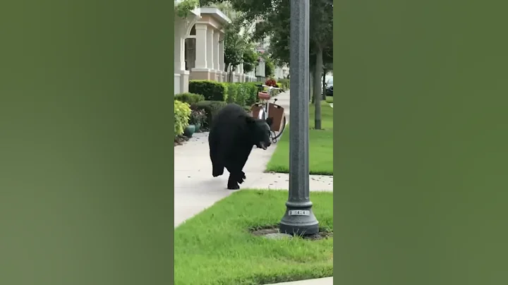 Just a bear walking down my street
