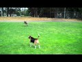 Marbles the greyhound at the Dog Park