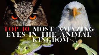 Top 10 Most Amazing Eyes In The Animal Kingdom by Quick Info 2021 🔥🔥🔥