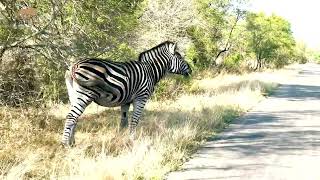 Zebra Safari Surprise: Roadside Feast at Kruger National Park #wildlife