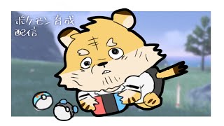マルチバトル用のポケモン育てる配信【蜜虎/獣VTuber】
