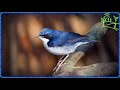 Голоса птиц Как поёт Соловей синий (Luscinia cyane)