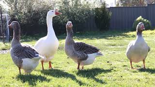 Pilgrim geese in the morning