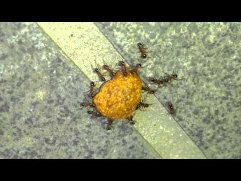 猫の餌を巣へ運ぶ蟻 Youtube