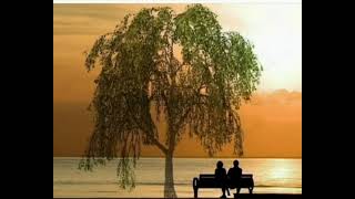 Anar Əlioğlu. Sevinc Azadlı